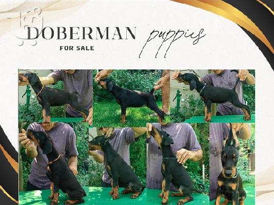 Κουτάβια DOBERMAN